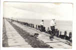 Visvangst,fishing,peche Hoek Van Holland Piervissers - Pêche