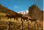 CARTE POSTALE DE VACHES - PATURAGES EN AUVERGNE - Taureaux