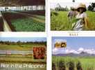 2 Food Postcards - Sugar - Tea - Rice - 2 Carte Sur L´agriculture Et Sucre - The - Riz - Culture