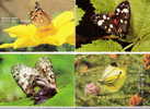 LOT DE 4 CARTES NEUVES THEMES  PAPILLONS - Papillons