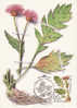 754  - Fleurs - Carte Maximum Russie - Cartoline Maximum