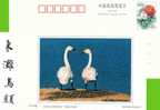 Pre-stamped Postcard, Bird Tundra Swans - Cisnes