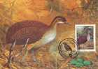 BRASILE 1985 -  CM - Yvert  2230/31 - Annullo Speciale Illustrato - Uccelli - Gallinaceans & Pheasants