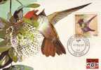 BRASILE 1981 - CM - FDC -  Annullo Speciale Illustrato -  Fauna -uccelli - Hummingbirds