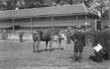 61 MORTAGNE Concours De Chevaux Percherons  TOP - Mortagne Au Perche