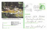 Entier Postal Allemagne, 1982 - Haßloch :  Flamingo / Flamant- Stationery Postcard - Flamants