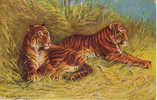 TIGRE.. - Tigres
