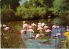 CLERES -  PARC ZOOLOGIQUE - Flamants Roses Et Rouges - N° 1 - Clères