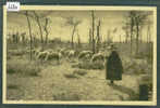 ROQUEFORT - PATURAGES SUR LES CAUSSES  - TTB - Roquefort