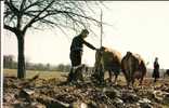 SCENE  DE LABOUR - Wagengespanne