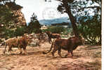 CARTE POSTALE DE LION A LA RESERVE AFRICAINE DE SIGEAN - 11 - Leones