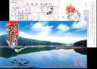 China Pre-stamped Postcard , Bird Crane Forest Lake - Kraanvogels En Kraanvogelachtigen