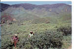 Cameron Highlands - Agriculture - Malesia