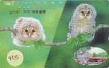 Owl HIBOU Chouette Uil Eule Buho (405) - Eagles & Birds Of Prey