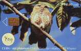 Owl HIBOU Chouette Uil Eule Buho (409) CUBA - Águilas & Aves De Presa