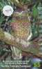 Owl HIBOU Chouette Uil Eule Buho (419) - Eagles & Birds Of Prey