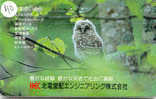 Owl HIBOU Chouette Uil Eule Buho (40) - Eagles & Birds Of Prey