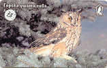 Owl HIBOU Chouette Uil Eule Buho (73) - Aigles & Rapaces Diurnes