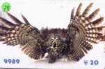 Owl HIBOU Chouette Uil Eule Buho (78) - Eagles & Birds Of Prey
