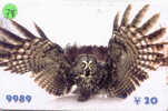 Owl HIBOU Chouette Uil Eule Buho (78) - Aigles & Rapaces Diurnes