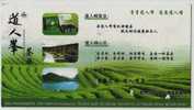 Tea Field Tea Picking,China 2007 Yiwu Daorenfeng Green Tea Advertising Postal Stationery Card - Other & Unclassified