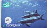 DOLPHIN DAUPHIN Dolfijn DELPHIN Tier Animal (416) - Delfines