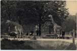 119 - Les GIRAFES Sur Leur Plateau, Bois De Vincennes Paris - Giraffen