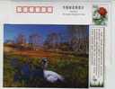 Demoiselle Crane,migratory Bird,Category 1 Of  State Protection List,CN00 Zhalong Nature Reserve Pre-stamped Card - Grues Et Gruiformes