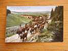 Altenau Im Oberharz , Ort Kühe Viehtrieb Cows  1915- D2471 - Allevamenti