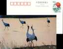 Hooded Crane , Rare Migratory Bird, Nature Reserve, Pre-stamped Postcard - Cranes And Other Gruiformes