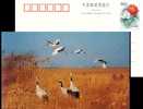Hooded Crane , Rare Migratory Bird, Nature Reserve, Pre-stamped Postcard - Aves Gruiformes (Grullas)