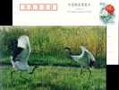 Hooded Crane , Rare Migratory Bird, Nature Reserve, Pre-stamped Postcard - Aves Gruiformes (Grullas)