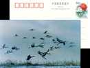 Hooded Crane , Rare Migratory Bird, Nature Reserve, Pre-stamped Postcard - Gru & Uccelli Trampolieri