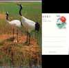 Hooded Crane , Rare Migratory Bird, Nature Reserve, Pre-stamped Postcard - Aves Gruiformes (Grullas)