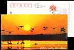 Bird, Crane, Sun, Pre-stamped Postcard - Kraanvogels En Kraanvogelachtigen