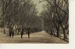 CARPENTRAS - Promenade Des Platanes. - Carpentras