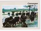 TAUREAUX De Camargue ; TB - Taureaux