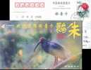 Bird   Postal Stationery,  Pre-stamped Postcard - Cranes And Other Gruiformes