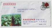 Yiyang Tobacco Field,China 2002 Henan Province High Quality Tobacco Base Postal Stationery Envelope - Tabacco