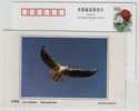 Black-headed Gull,China 2002 Dongtan Rare Bird Postal Stationery Card - Seagulls