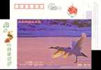 Swan Wetland  Bird Postal Stationery,  Pre-stamped Postcard - Swans