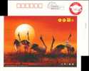 Crane  Bird  Postal Stationery,  Pre-stamped Postcard - Kraanvogels En Kraanvogelachtigen