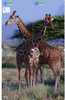 GIRAFFE Girafe Giraf Animal Tier (2) Puzzle Of 4 Phonecards - Puzzles