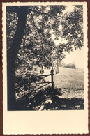 CPSM Neuve Orée De Bois Arbres - Bomen