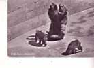 La FOSSE Aux OURS -    Bear   =  Pits    -    Berne - N° 1 - Beren