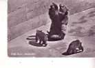 La FOSSE Aux OURS -    Bear   =  Pits    -    Berne - N° 1 - Ours