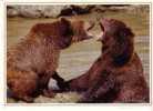 OURS BRUN  -  -  N°  96279 - Bears