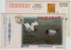 Red-crowned Crane Bird,China 2000 Fujian Protect Rare & Sparsity Animal Advertising Pre-stamped Card - Kraanvogels En Kraanvogelachtigen