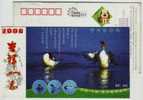 Rare Chinese Merganser Duck,nat'l First Category Protection List,CN 06 Yiyang Ecological Tourism City Pre-stamped Card - Ducks