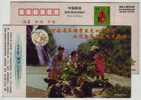 China 1998 Wulongkou Scenic Spot Tourism Advertising Postal Stationery Card Monkey Feeding And Mountain Waterfall - Scimmie